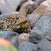 Toad/Frog by tosee
