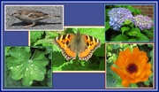 7th Jul 2020 - Dunnock, raindrops, flowers and butterfly.