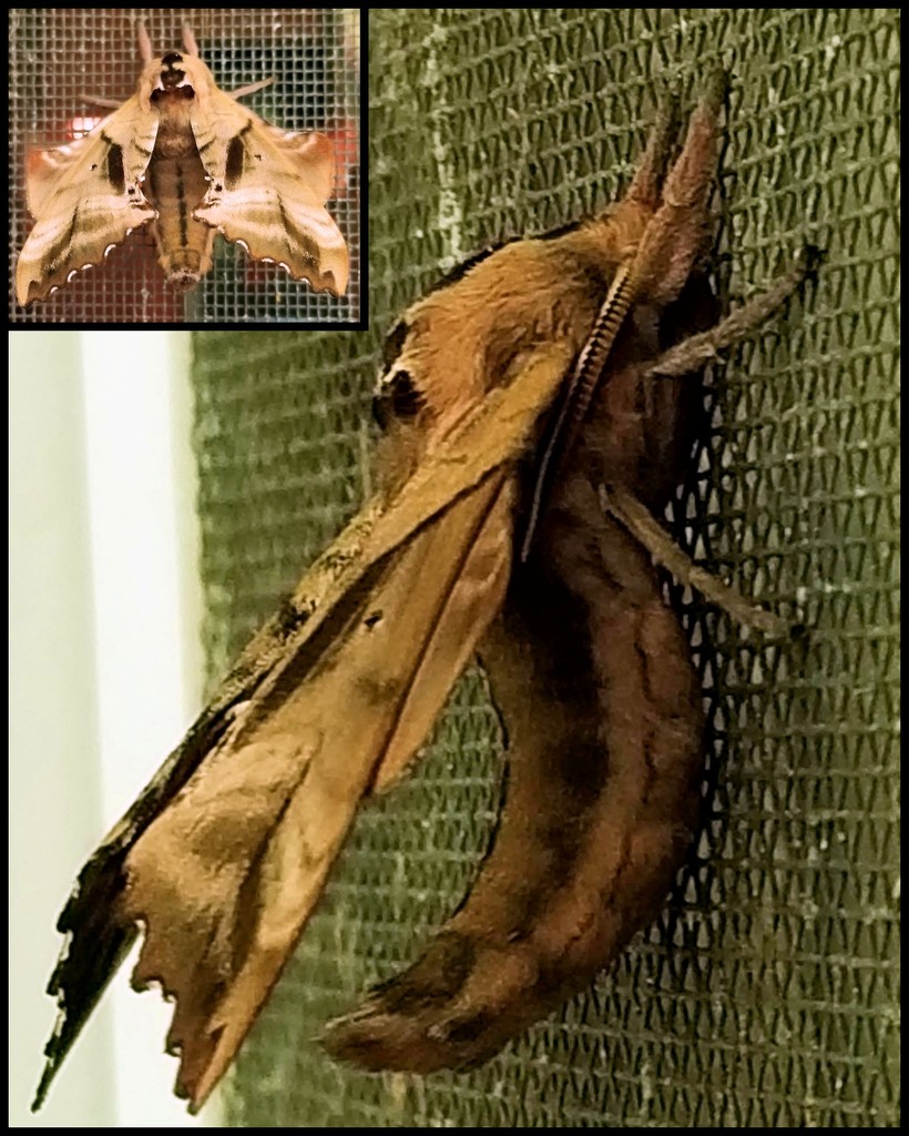 Moth-er of all moths by tanda