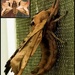 Moth-er of all moths by tanda