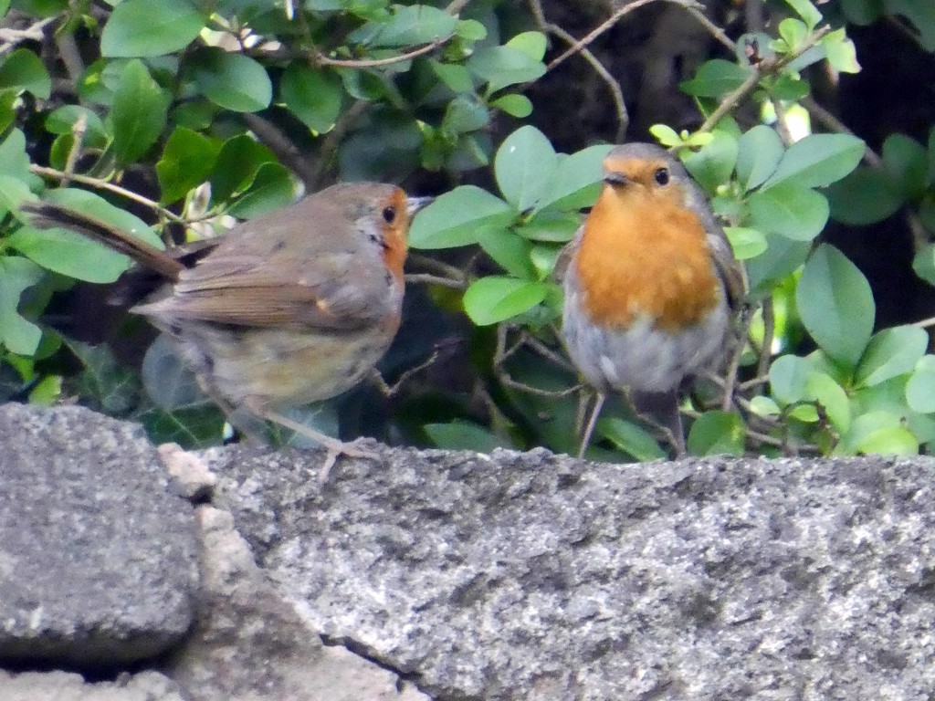 Pair of Robins by cmp