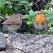 Pair of Robins by cmp
