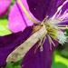 Mohawk Moth by tanda
