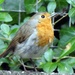 Little Robin Redbreast by cmp