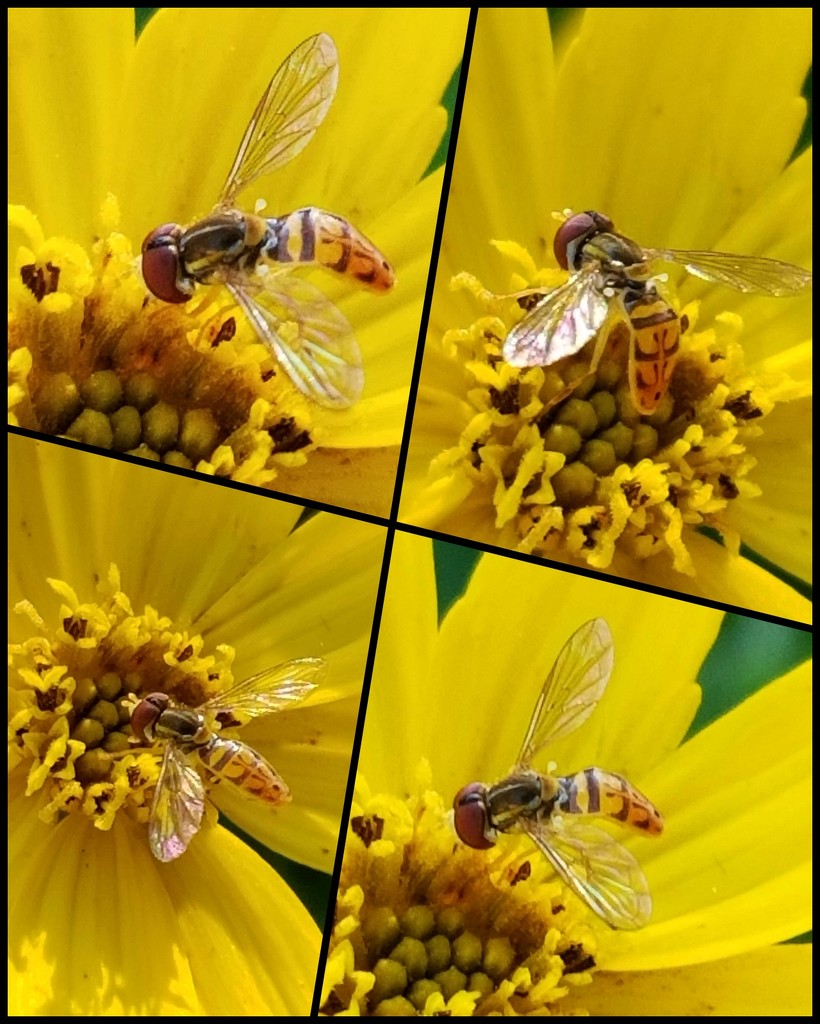 Sweat Bee Dance by tanda