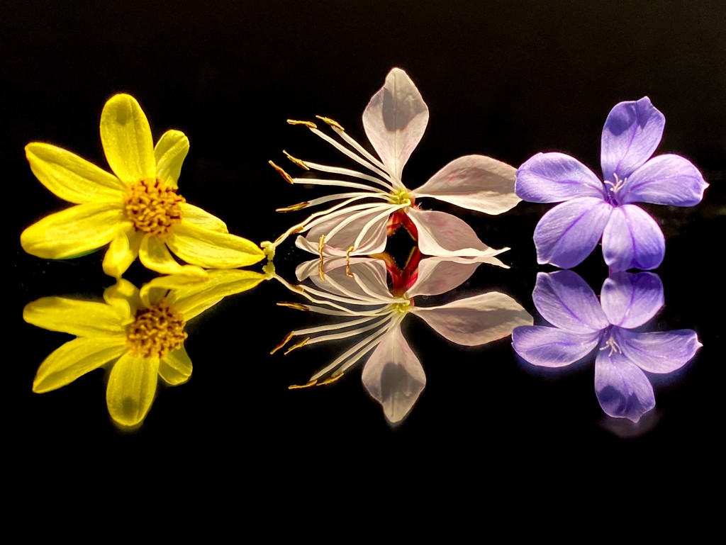 3 Tiny Blossoms by shutterbug49