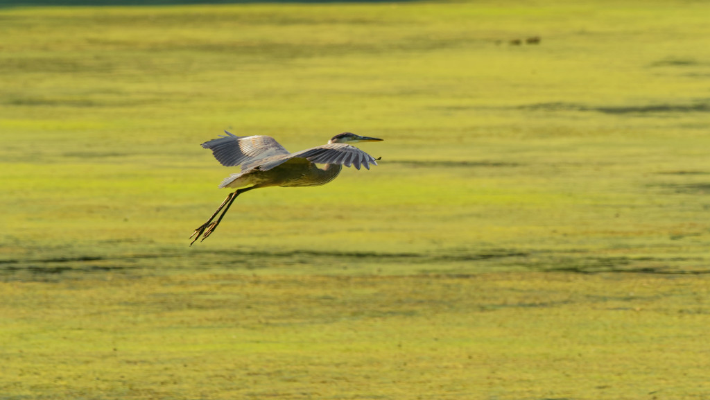 Great Blue Heron in Flight by rminer