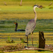 Great blue heron and cormorant by rminer