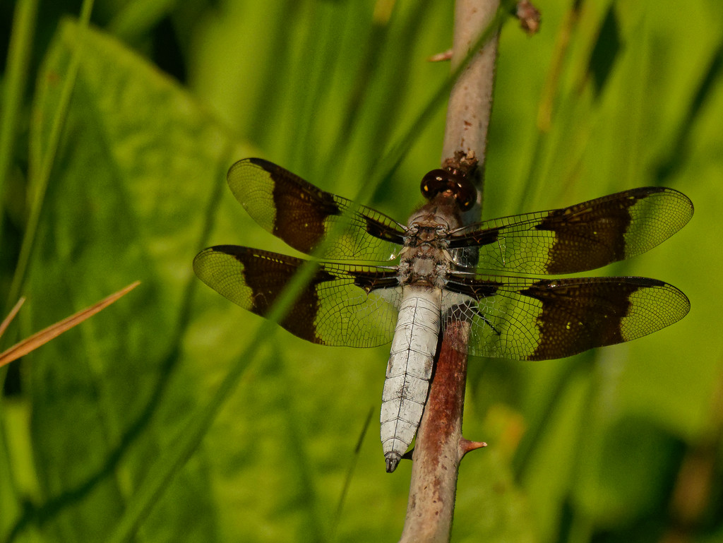 common whitetail dragonfly  by rminer
