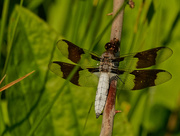 7th Jul 2020 - common whitetail dragonfly 