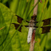 common whitetail dragonfly  by rminer