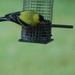 goldfinch by stillmoments33