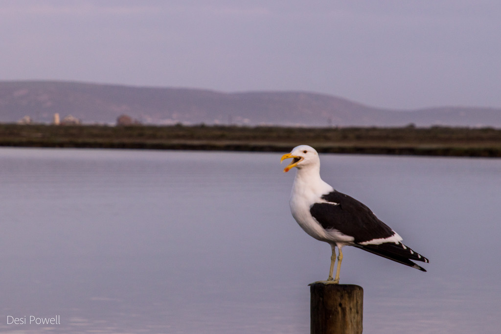 Seagull by seacreature