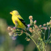 Goldfinch at Sunrise by gardencat
