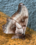 7th Jul 2020 - Fallen Moth