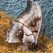 Fallen Moth by marylandgirl58