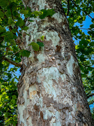 7th Jul 2020 - Sycamore Tree Bark 