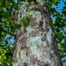 Sycamore Tree Bark  by marylandgirl58
