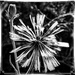How About This Dandelion by milaniet