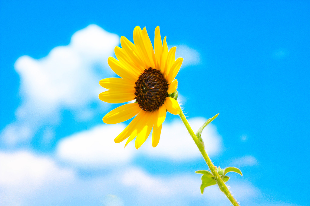 Sun Loving Flower by judyc57