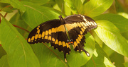 7th Jul 2020 - Giant Swallowtail Butterfly!