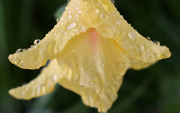 7th Jul 2020 - Yellow gladiola in the rain