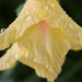 Yellow gladiola in the rain by homeschoolmom