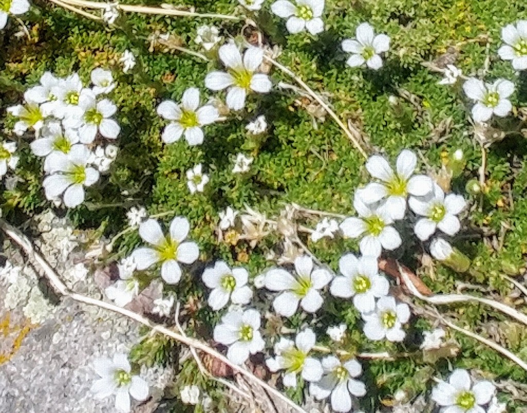 Small White Wildflowers by harbie