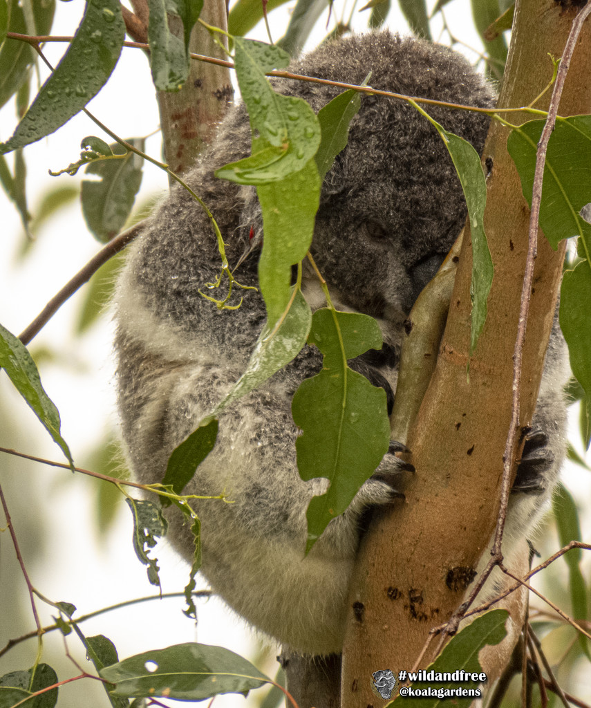 I've got a secret ... by koalagardens