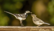 8th Jul 2020 - Pied Wagtail and Chick