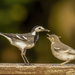 Pied Wagtail and Chick by shepherdmanswife