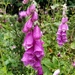 Foxgloves by roachling