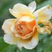 Golden Rose by arkensiel