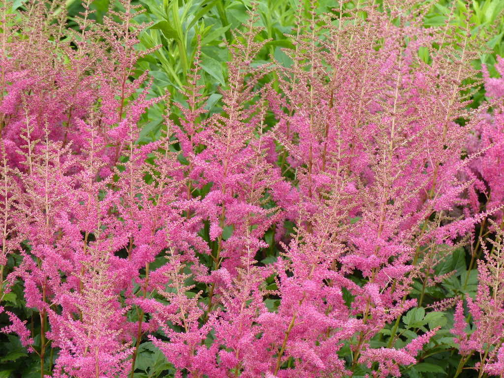 Astilbe  by foxes37