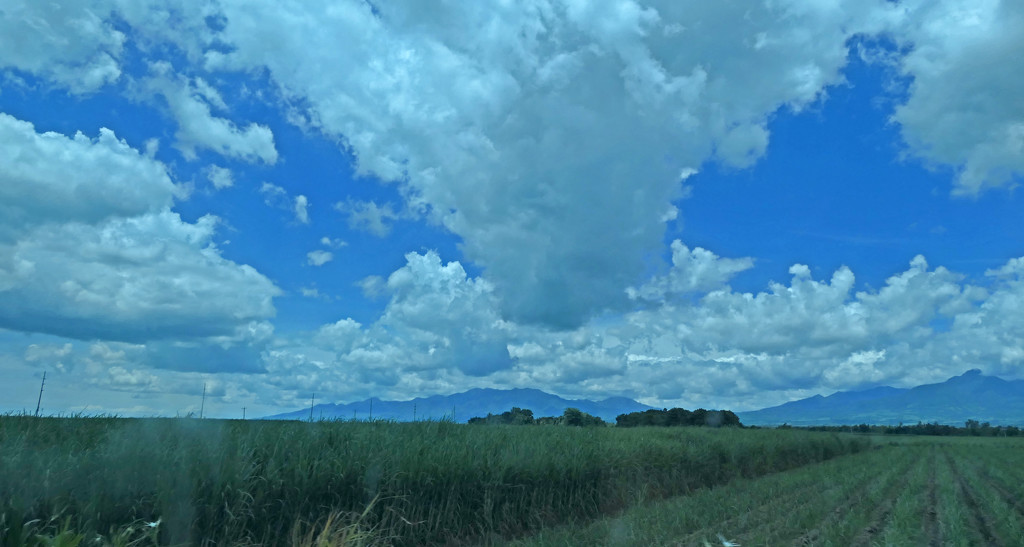 Sugarcane Fields by lilh