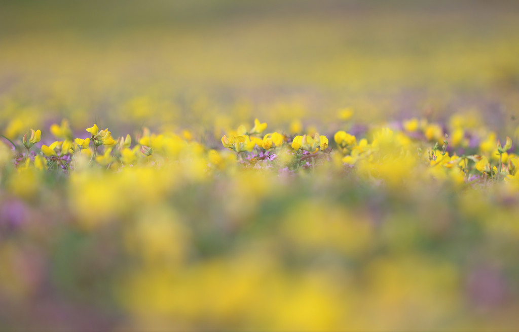 A Sea Of Yellow and Purple by motherjane