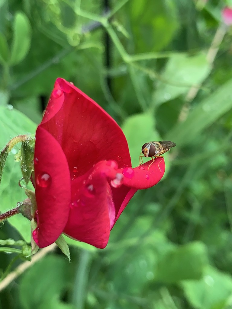 Hoverfly by 365projectmaxine