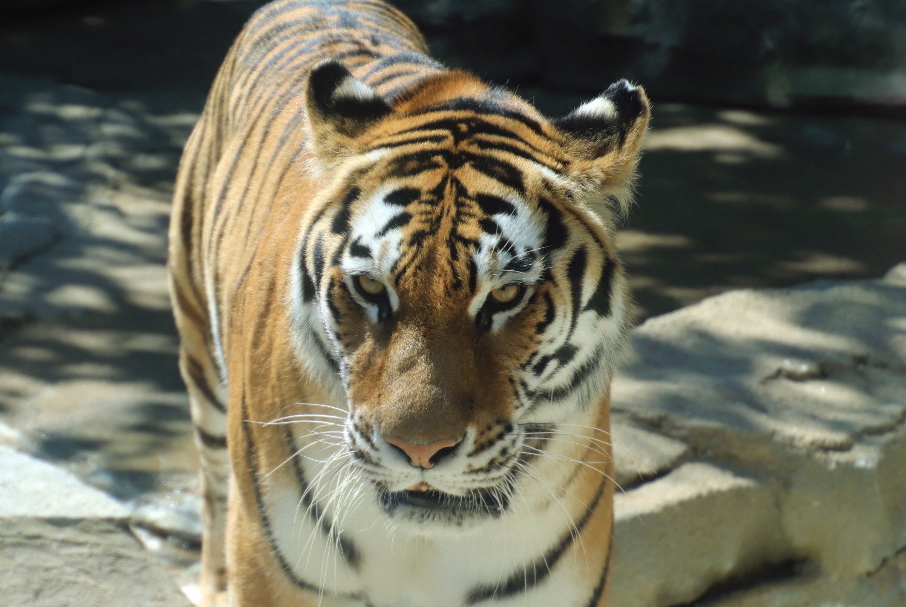 Amur Tiger by Randy Lubbering · 365 Project