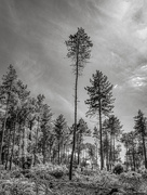 8th Jul 2020 - Lonesome Pines
