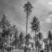 Lonesome Pines by vignouse