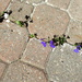 Look what's growing in the cracks by bruni