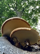 7th Jul 2020 - Fungi up a tree