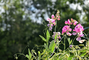 7th Jul 2020 - Sweet peas' filler 