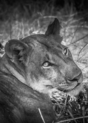 8th Jul 2020 - Lonely Lioness