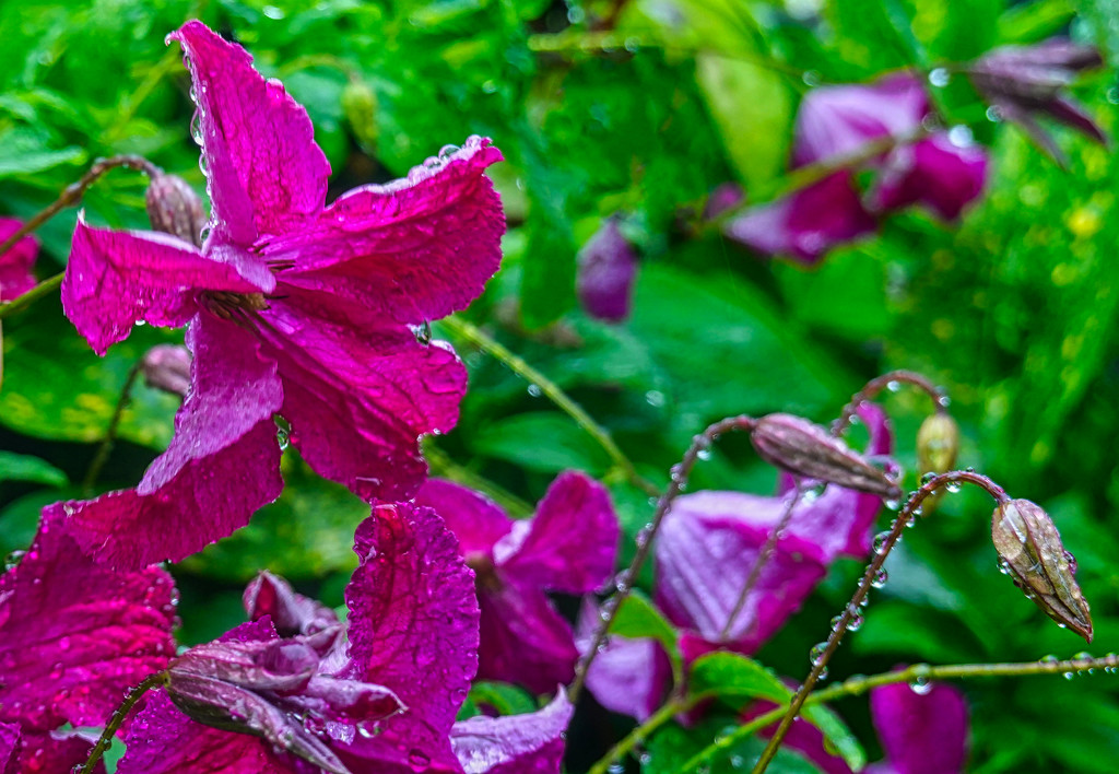 Clematis in the Rain by tonygig