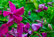 8th Jul 2020 - Clematis in the Rain