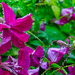 Clematis in the Rain by tonygig