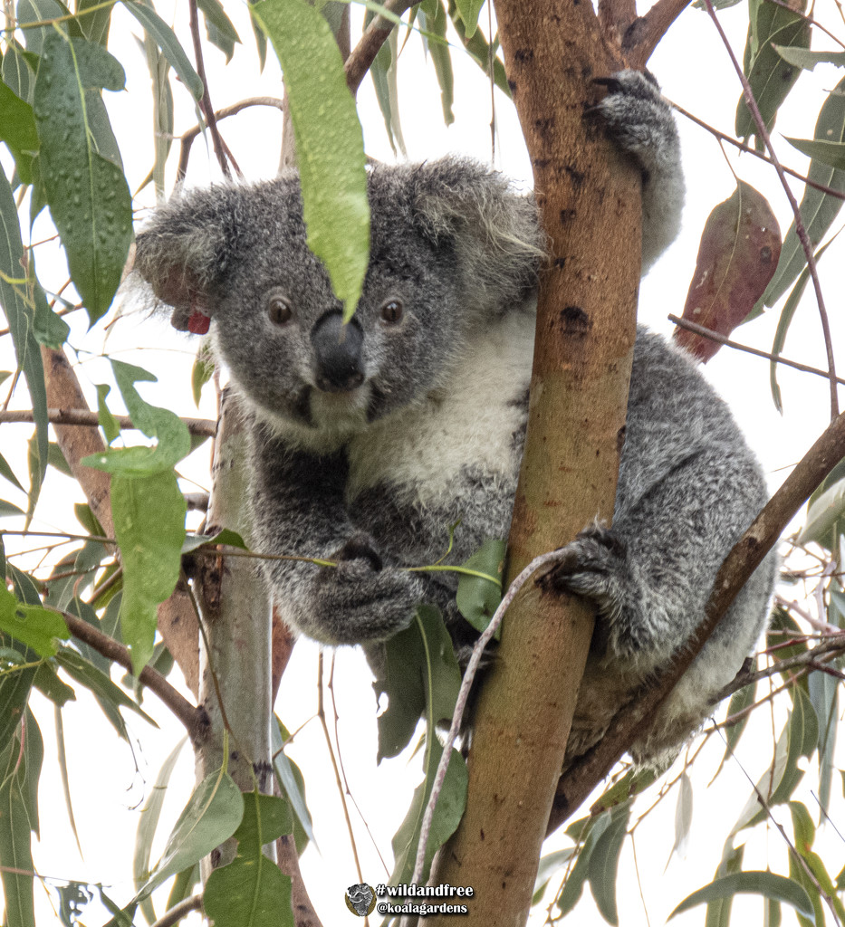 the secret has two halves by koalagardens