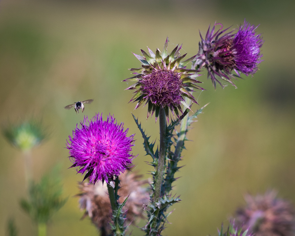 Scotch Thistles by mgmurray