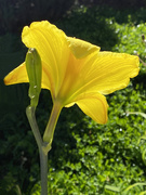 8th Jul 2020 - Golden lily